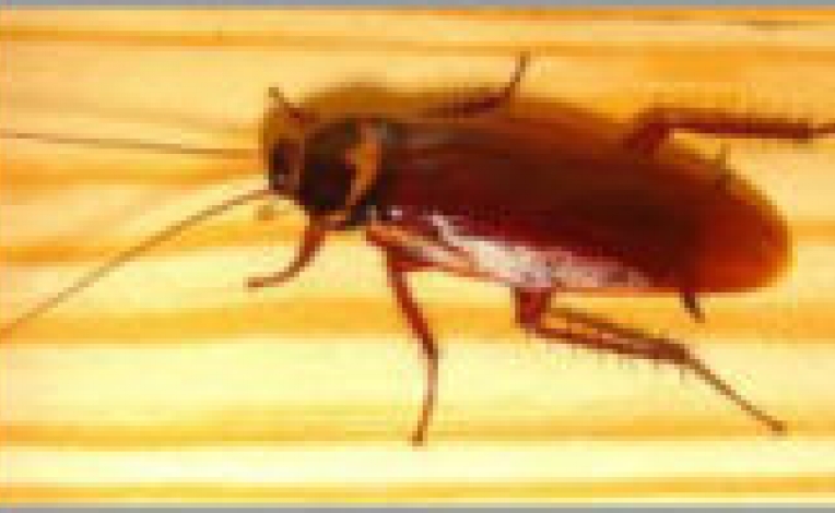 تاریخچه ی پیدایش سوسک های فاضلابی