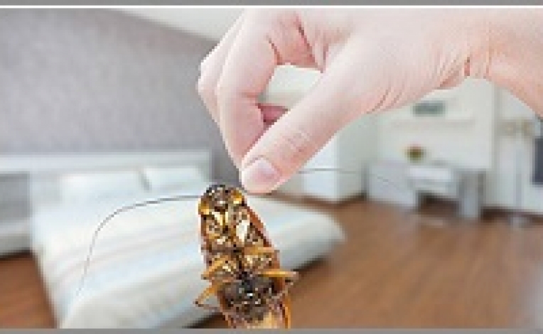 سوسک مبلمان و دکوراسیون چوبی