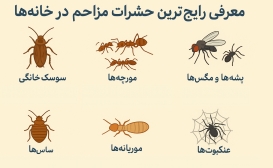 معرفی رایج‌ترین حشرات مزاحم در خانه‌ها و راه‌های شناسایی آنها